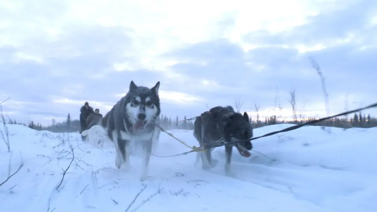 Yukon River Le tout pour le tout