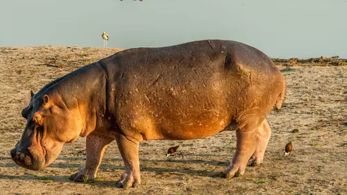 Zambie sauvage L'éden des hippopotames