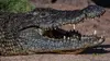 Les crocodiles du fleuve Luangwa