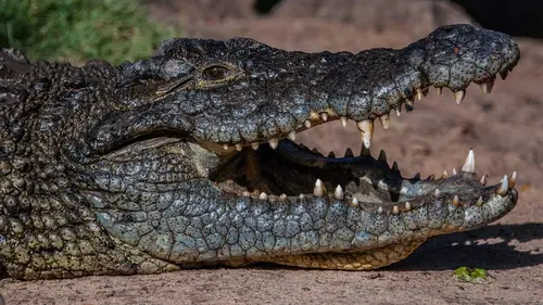Zambie sauvage Les crocodiles du fleuve Luangwa