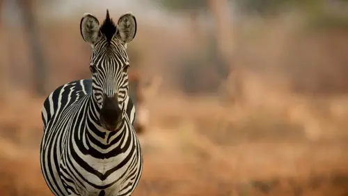Zèbre, une vie haute en couleur