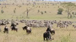 Visuel de Zèbres, la grande migration
