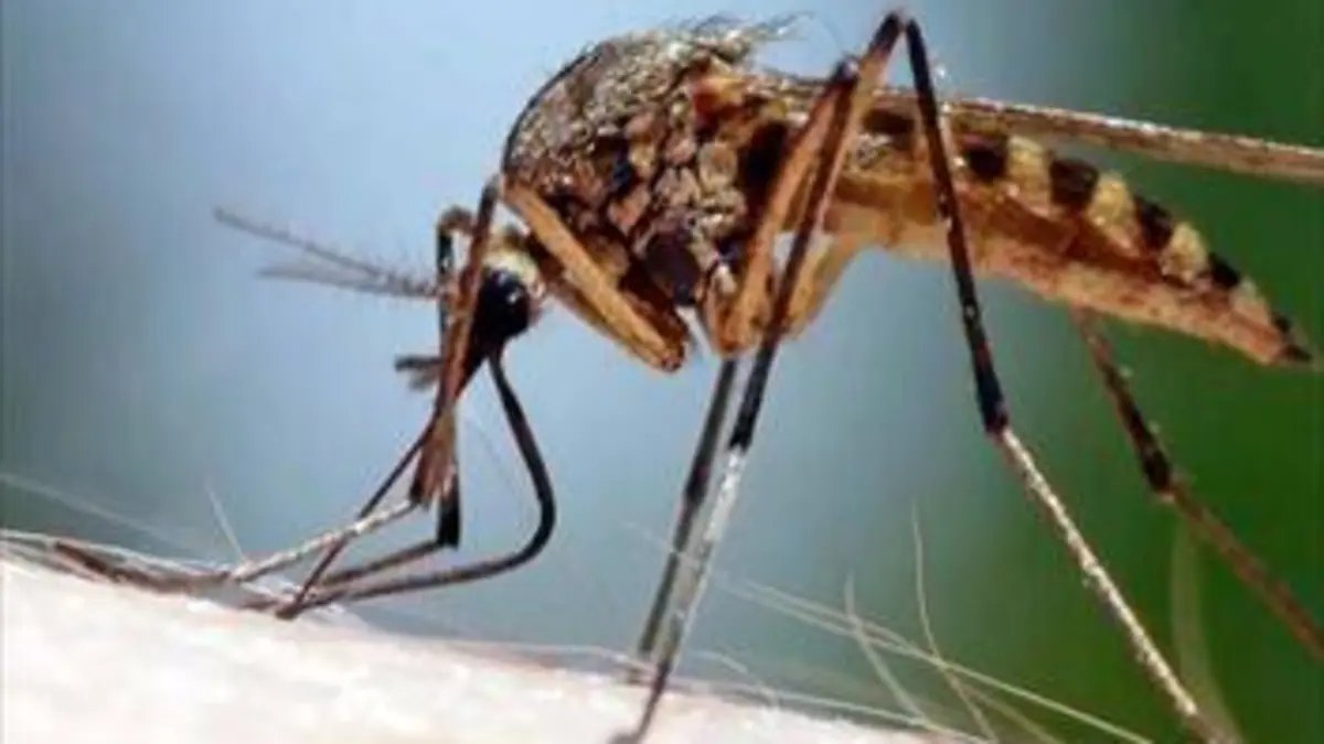 Zika, enquête sur une épidémie