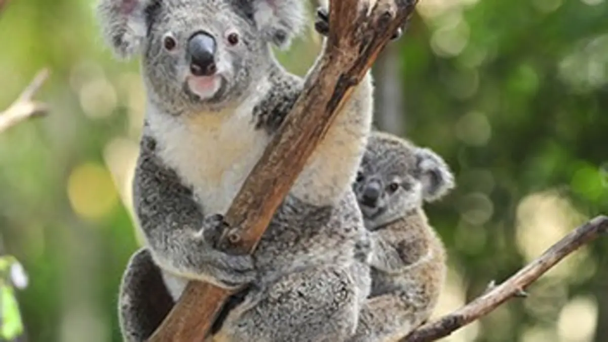 Zone interdite Beauval : un été au coeur du plus grand zoo de France