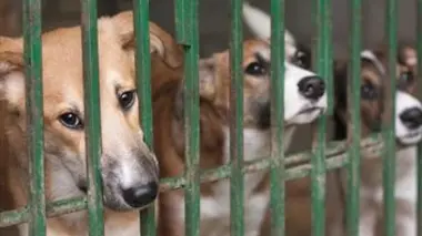 Zone interdite Un été au plus près des animaux