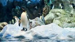 Zoo : dans les secrets des naissances extraordinaires