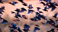 Zoo : le défi de demain Vague de froid