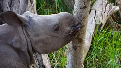 Zoo : le défi de demain Une naissance tant attendue