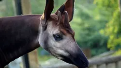 Zoo : le défi de demain Une saison extrême