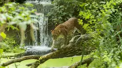 Visuel de Zoo : le défi de demain