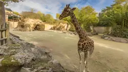 Visuel de Zoo : le défi de demain