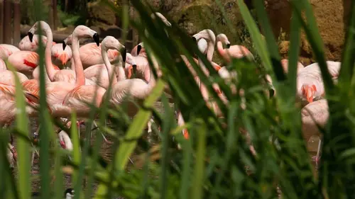 Zoo : le défi de demain Une opération exceptionnelle