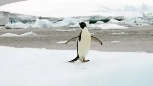 Casting Zoo nursery S02E05