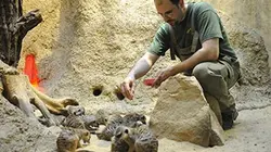 Visuel de Zoo nursery Berlin