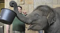 Visuel de Zoo nursery Berlin