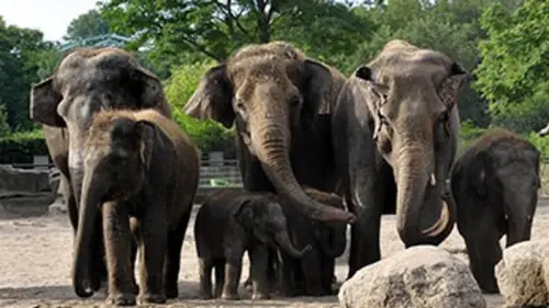 Zoo nursery Berlin S02E05