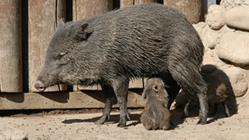 Zoo nursery Berlin S02E10