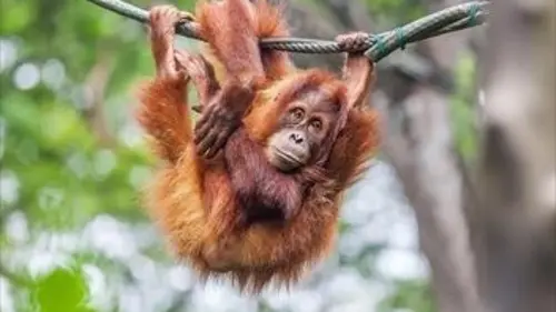 Zoo nursery Berlin S06E02