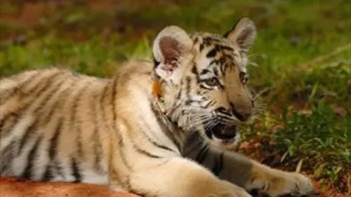 Zoo nursery Berlin S06E04