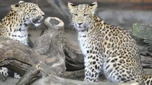 Zoo nursery Berlin S03E01