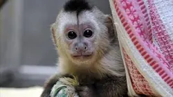 Visuel de Zoo nursery Berlin