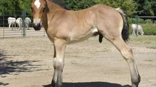 Zoo nursery Berlin S03E04