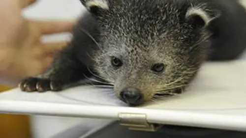 Zoo nursery Berlin S03E05