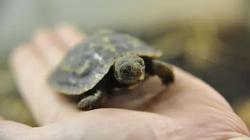 Zoo nursery : Berlin