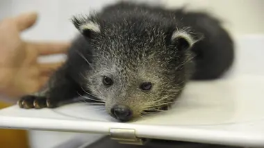 Zoo nursery : Berlin