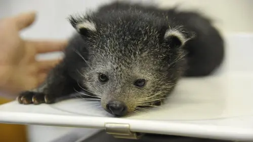 Zoo nursery : Berlin S07E07