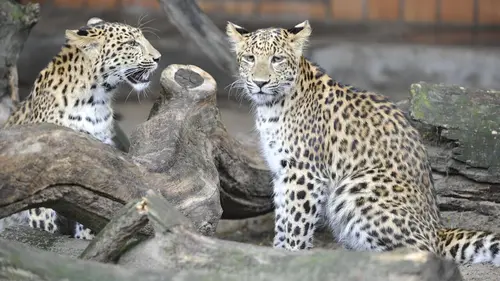 Zoo nursery : Berlin S07E01