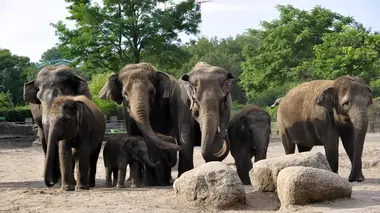 Zoo nursery : Berlin