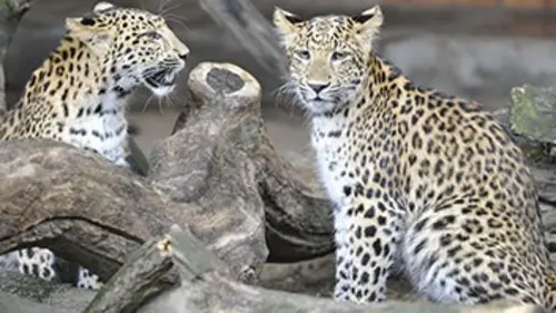 Zoo nursery Berlin S01E01