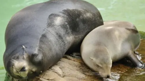 Zoo nursery Berlin S01E02