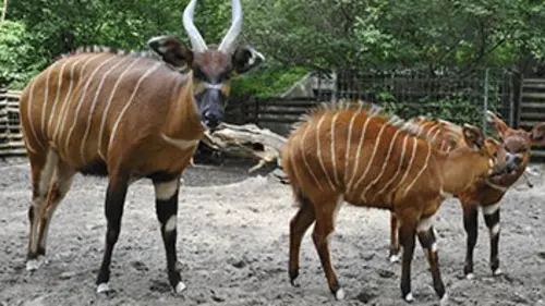 Zoo nursery Berlin S01E04