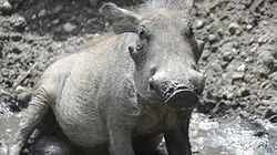 Visuel de Zoo nursery Berlin