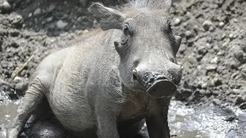 Zoo nursery Berlin S01E06