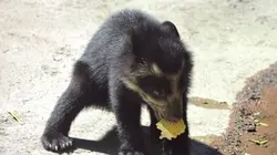 Visuel de Zoo nursery Berlin