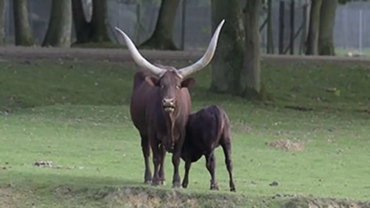 Zoo Nursery France S01E01 L'automne à Thoiry
