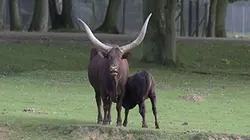 Visuel de Zoo Nursery France