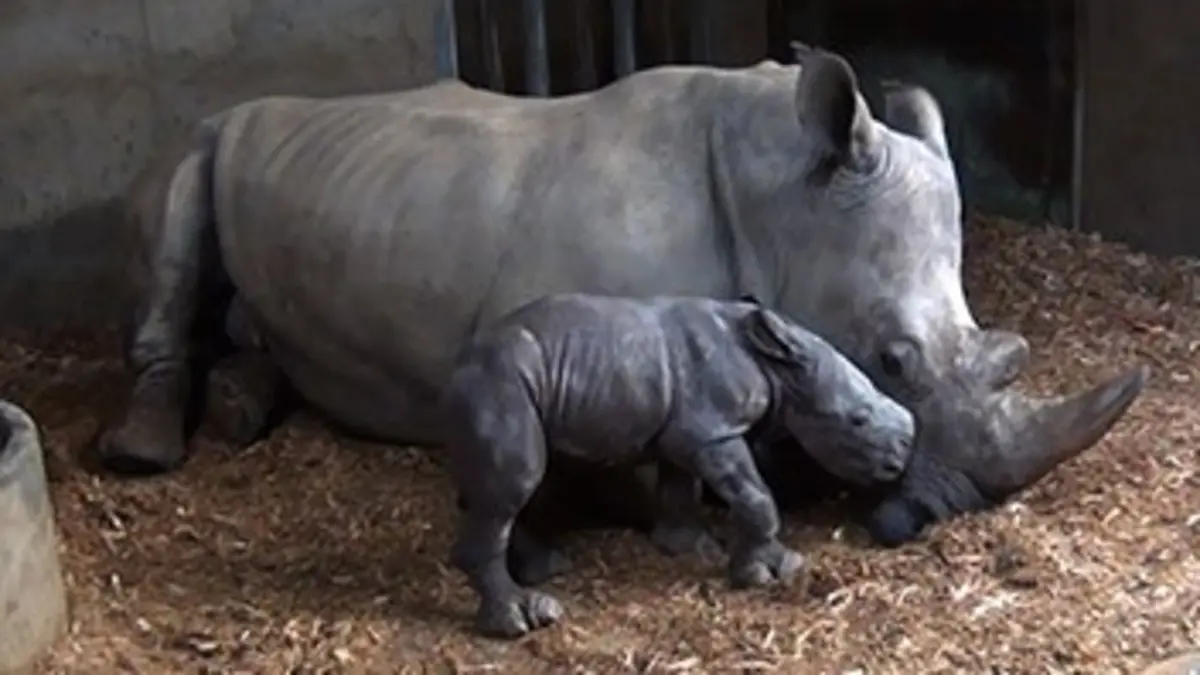 Zoo Nursery France S01E02 Un jour d'été à Peaugres