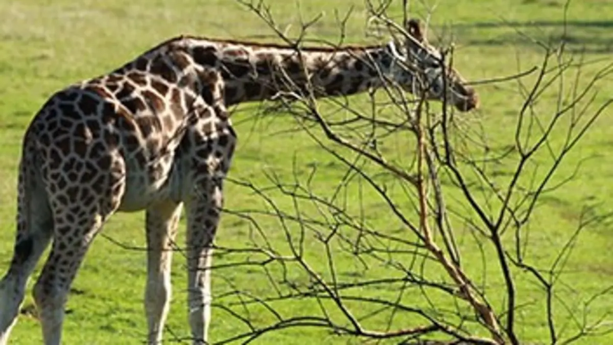 Zoo Nursery France S01E03 Les contes de la Boissière