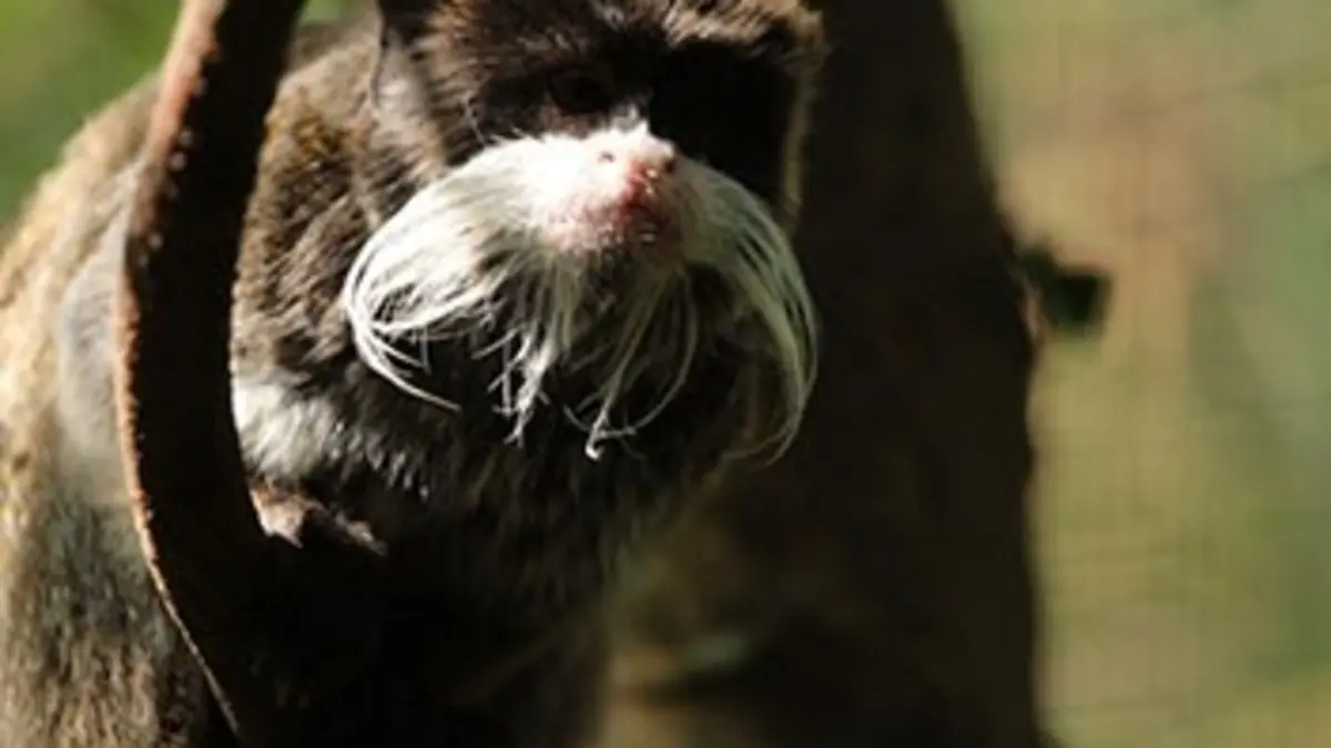 Zoo Nursery France S01E04 Au bal de la Boissière