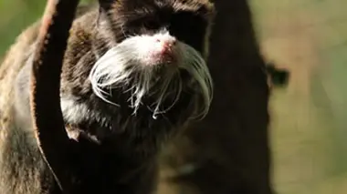 Au bal de la Boissière