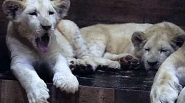 Les jeux d'Amnéville