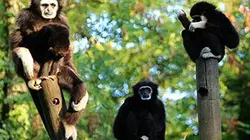 Visuel de Zoo Nursery France