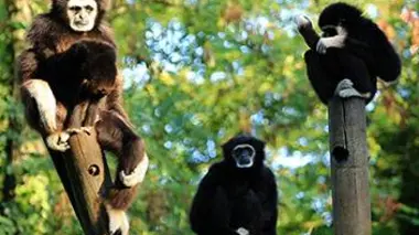 Premier envol au Bioparc