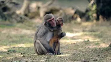Les pensionnaires de Planète Sauvage