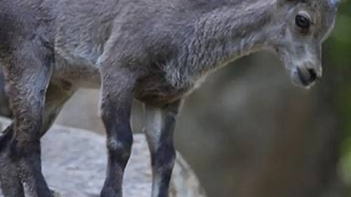 Zoo Nursery France S01E08 Jeux d'eau au Parc d'Auvergne