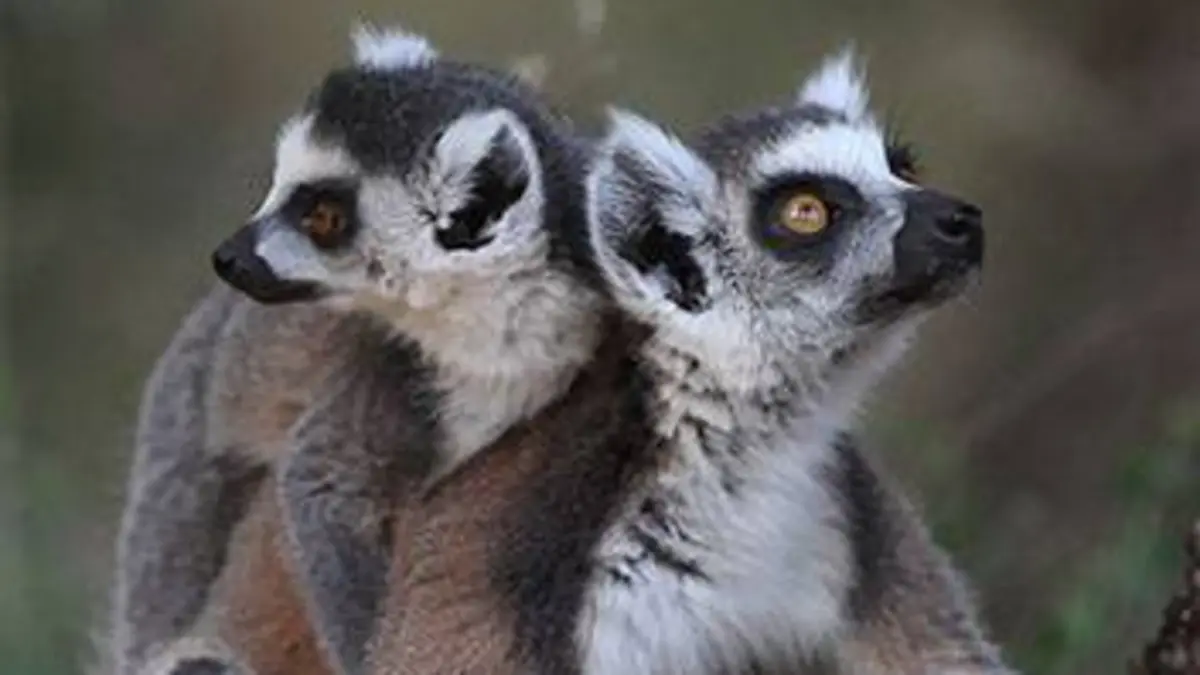 Zoo Nursery France S01E09 Apprentissage de la vie au Parc d'Auvergne